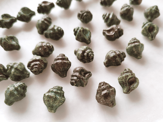 Murex shell beads 15x12mm - dark green & bronze